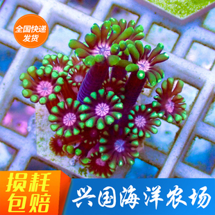 水仙茉莉花珊瑚 荧光绿圆帽宝石花 海水长须粉心人工繁殖兴国海洋