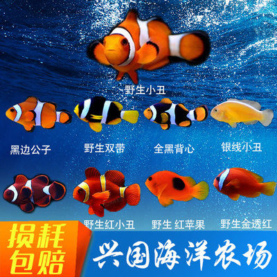 兴国海野外捕捞小丑鱼海水喂养