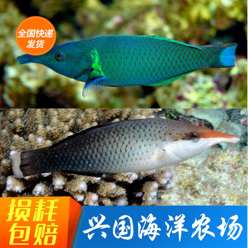 鸭嘴龙公母隆头鱼海水鱼吃虫翻砂