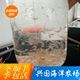 海水鱼活体开口饵料强力诱食 100只 1cm 活体丰年虾成体卤虫一份