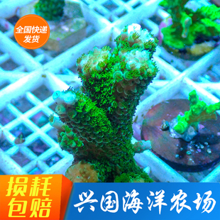 大森林珊瑚 绿长枝硬骨断枝神针鱼鳞人工SPS荧光绿海缸图选海洋