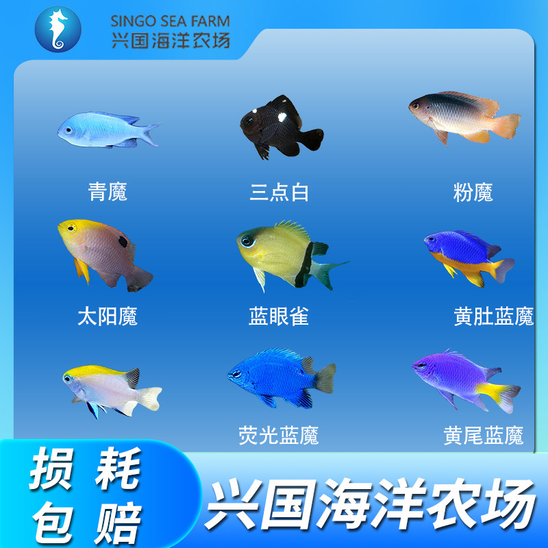 魔类 青魔 蓝魔 粉魔 斐济魔 青魔活体海水观赏鱼 海缸新手闯缸鱼