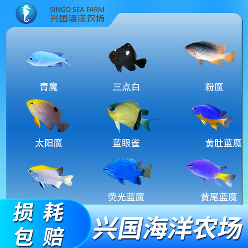 海水鱼青魔蓝魔黄魔魔类雀鲷鱼
