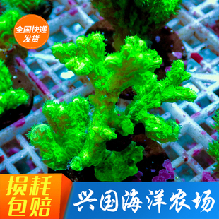 瓦片珊瑚 金龙骨 绿八仙红瓦绿瓦SPS硬骨珊瑚海水 新手珊瑚套餐