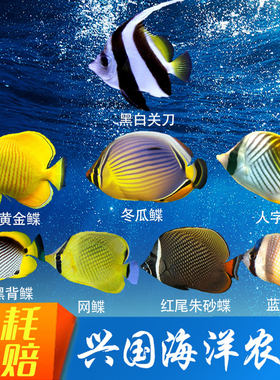 鲽鱼蝶鱼关刀人字网蝶神仙海水鱼