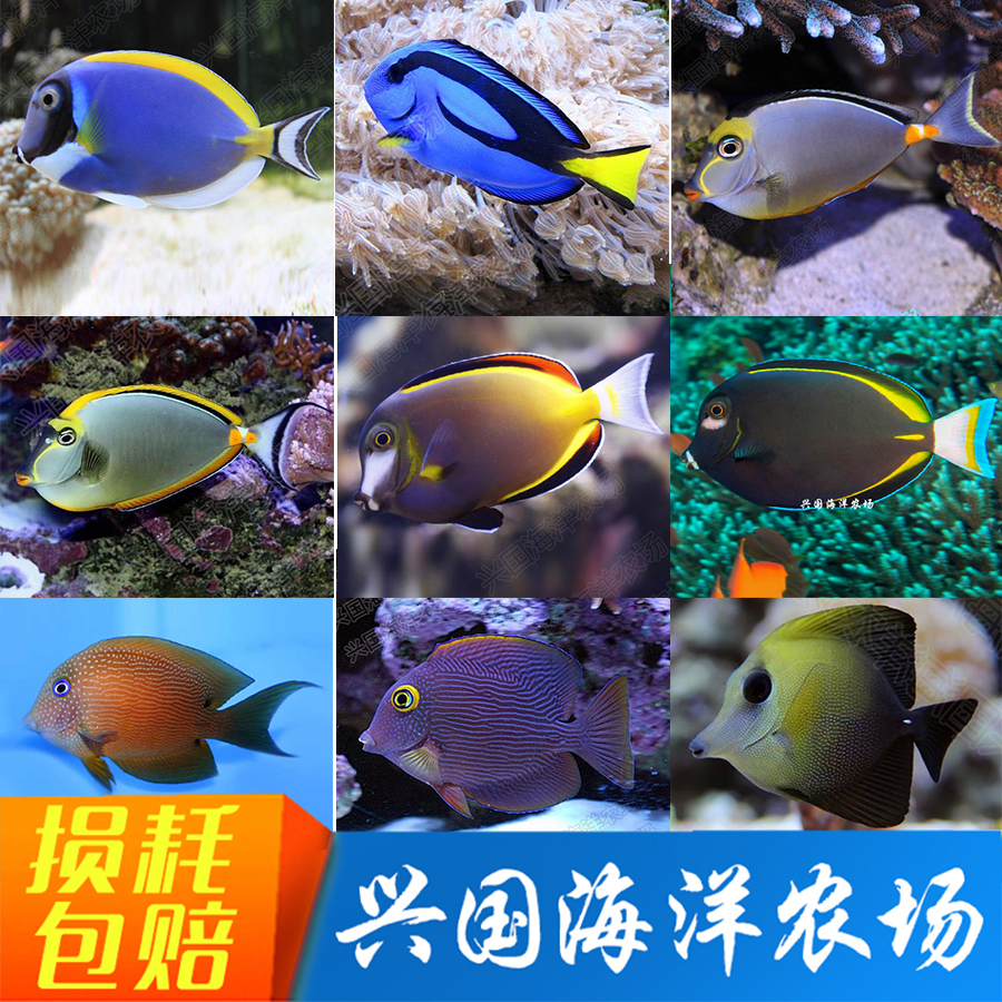 活体除藻吊类天狗吊金毛吊海水鱼