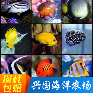 小仙蝶鱼 海水火焰仙火焰仙关刀三间火箭蓝闪电红尾珠仙蓝新娘