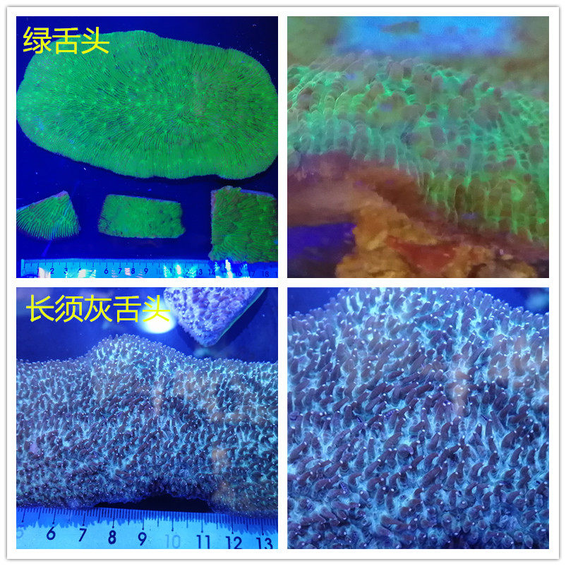 绿舌头荧光长须绿舌头褐色牛舌活体海水鱼缸大个飞盘珊瑚快递包活