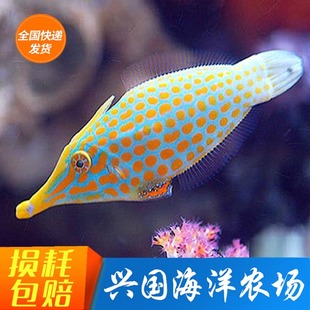 玉米炮弹 尖嘴炮弹 尖嘴鲀海水观赏鱼活体鱼类宠物定水快递包活