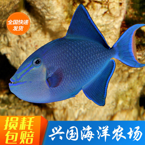 VOOCOO蔚刻猫包外出便携猫咪背包防咬大容量狗狗透气宠物外出包_虎窝淘