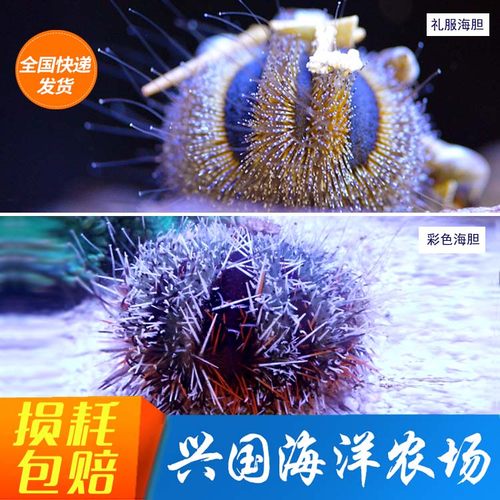 活体鱼缸海胆蓝礼服除藻生物