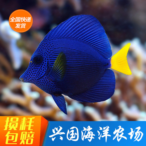 紫吊活体海水鱼海缸食藻检疫包活