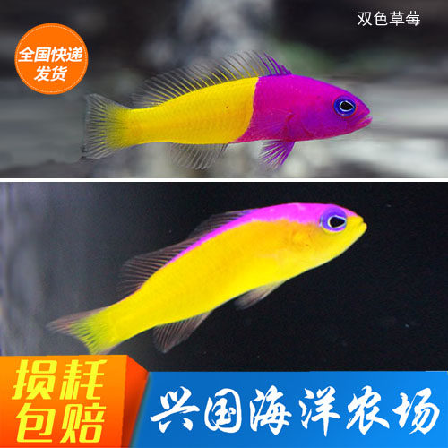 活体观赏鱼紫草莓珊瑚鱼缸海水鱼