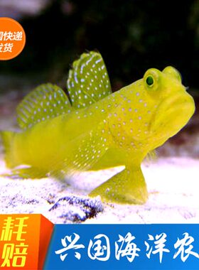 底栖海水鱼活体黄金虾虎翻沙小型