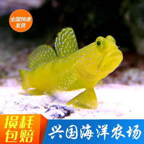底栖海水鱼活体黄金虾虎翻沙小型