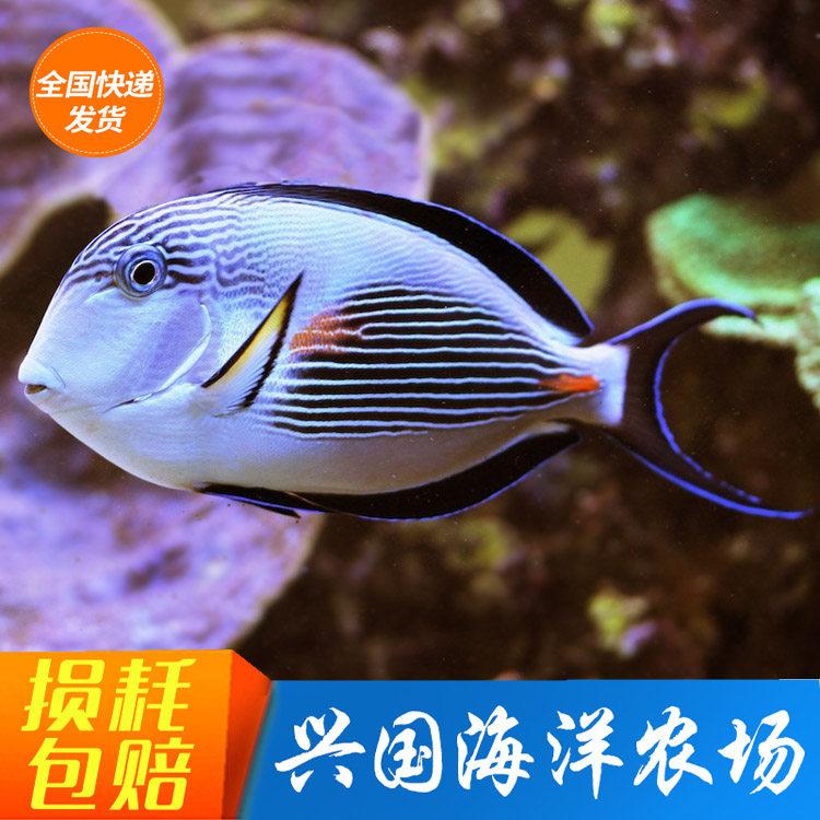 兴国海吊类红海骑士海水鱼活体