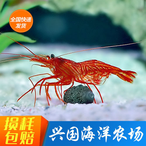 薄荷虾清洁虾海水活体海缸观赏鱼