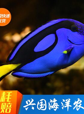 兴国海洋农场海水鱼多莉蓝吊