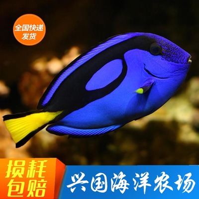 兴国海洋农场海水鱼多莉蓝吊