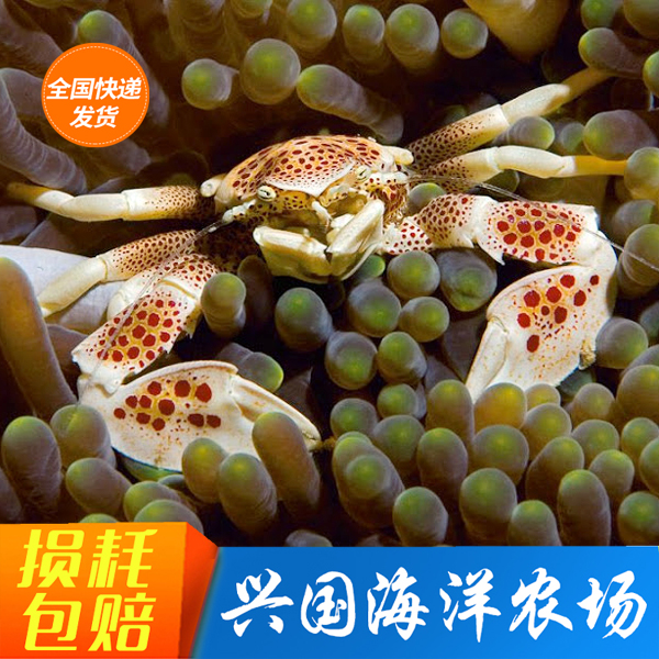海葵蟹 瓷蟹 海水鱼螃蟹活体海葵共生蟹鱼缸奶嘴海葵养定快递包活
