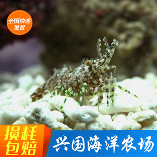 假绵羊虾 海水鱼活体 珊瑚鱼缸海缸除藻吃藻生物快递包活兴国海洋
