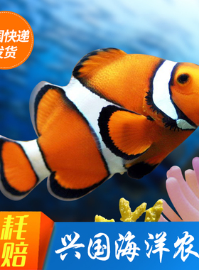 人工公子小丑鱼活体观赏宠物海水鱼红小丑nemo澳黑公子金透红