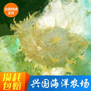 食藻海猪 活体蓝点 海水鱼缸吃低等藻红泥食藻海缸海兔快递包活