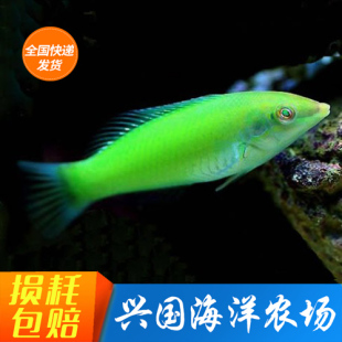 翻沙吃虫海水观赏生物绿龙鱼 海水鱼活体 绿龙 青龙小型隆头鱼