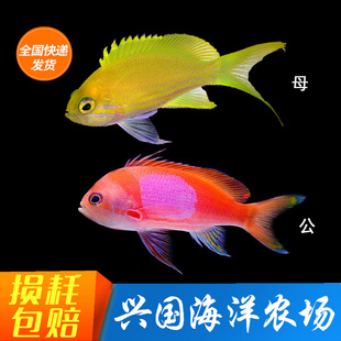 紫印 海水鱼活体金面花鲈花鲈海金鱼紫罗兰紫色珊瑚鱼缸快递发货