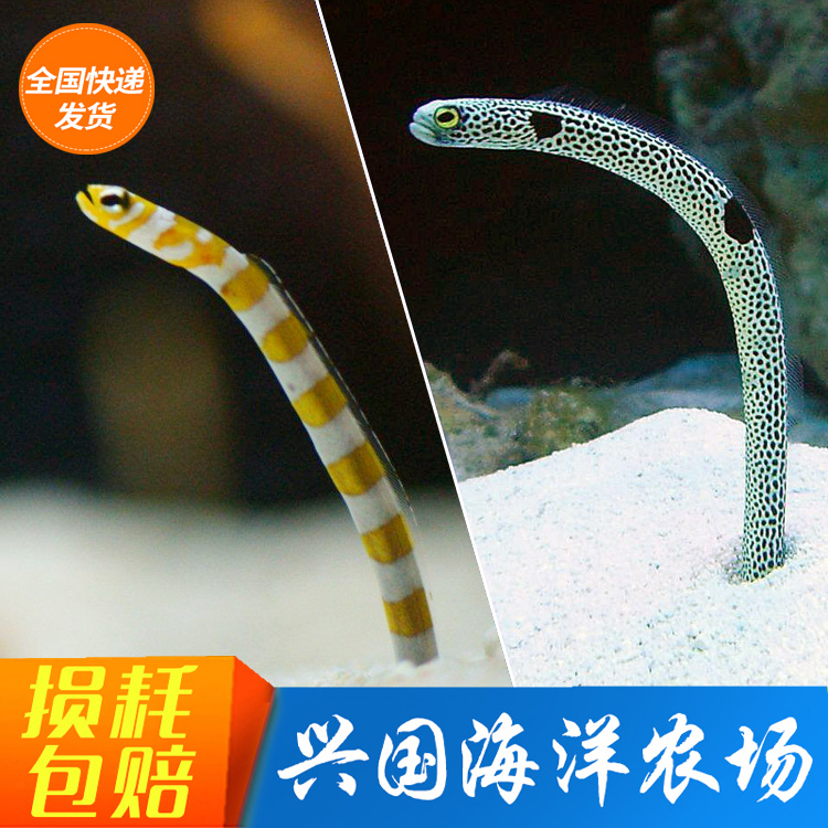 花园鳗海水鱼活体珊瑚缸翻沙吃虫蓝吊黄金吊五彩青蛙快递包活喂食