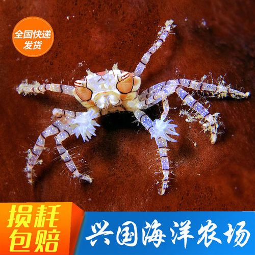 活体兴国海螃蟹海水拳击蟹珊瑚