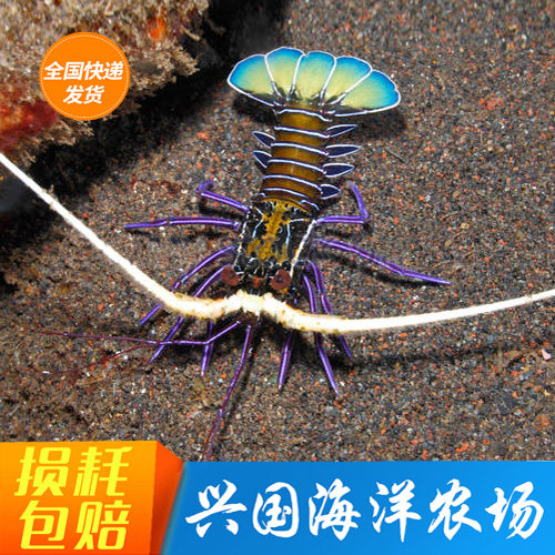 活体蓝龙虾长须海水白须青脚花龙