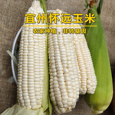 新鲜宜州怀远当天现摘糯玉米棒