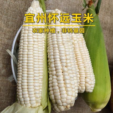 广西新鲜白糯玉米棒宜州怀远糯玉米粘黏农家当天现摘带皮非转基因