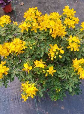 决明子盆栽苗 黄金梅盆栽苗 黄槐花 金雀花