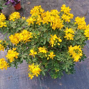 决明子盆栽苗 黄金梅盆栽苗 黄槐花 金雀花
