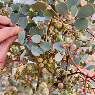 心叶尤加利心叶桉种荚 拉丁名 Eucalyptus  websteriana