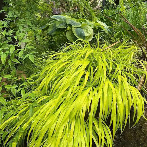 金叶箱根草 日本风知草 Hakonechloa macra（All Gold）