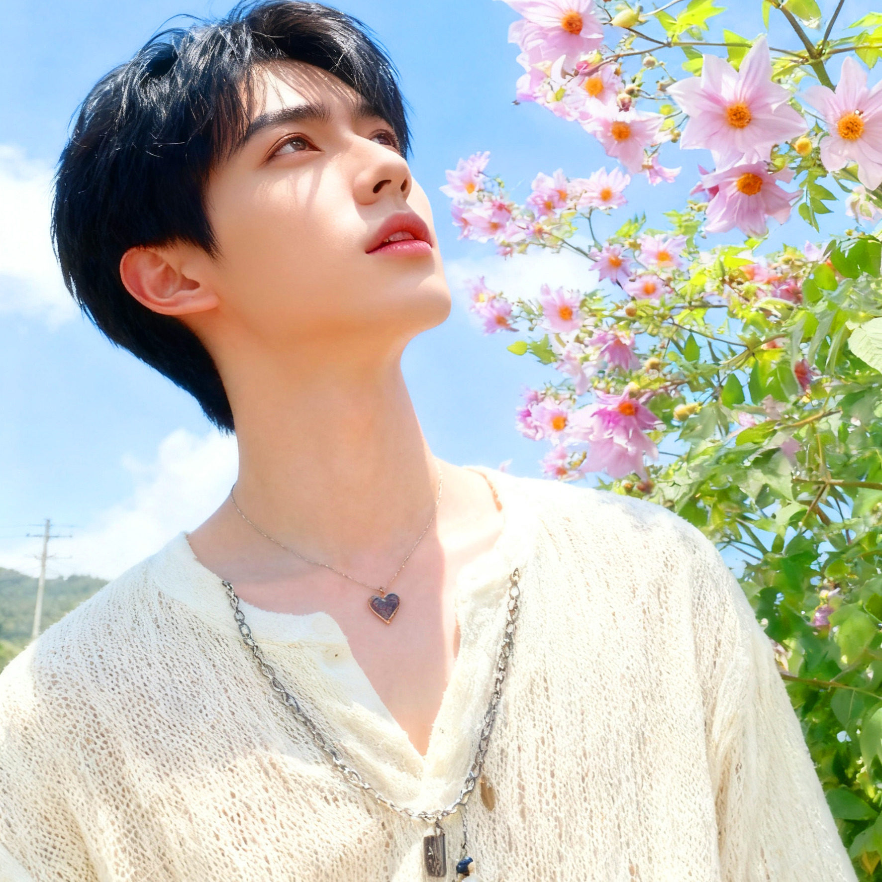 树大丽花盆栽苗 帝王大丽花 皇帝大丽花 大丽花属中高大的品种