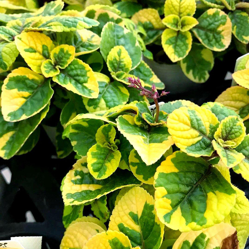金边花叶香茶菜 柠檬光线 黄金瑞典香茶菜学名Plectranthus sp.，