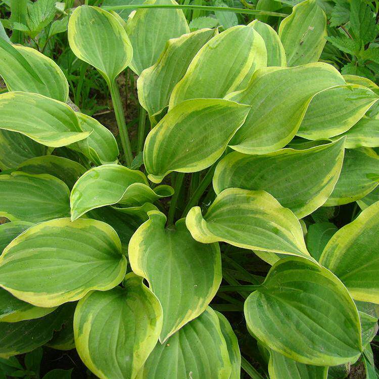 金边玉簪，盆栽 花叶玉簪，花镜植物 观叶植物