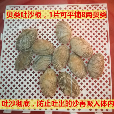 贝类吐沙板黄蛤花蛤花甲吐沙板吐沙神器吐沙快速防止倒吸不牙碜