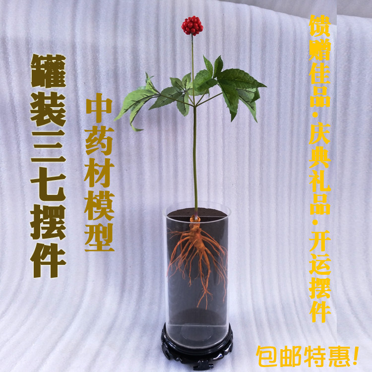 三七模型罐装三七植株模型中药材模型工艺展示品模型药材橱窗展品