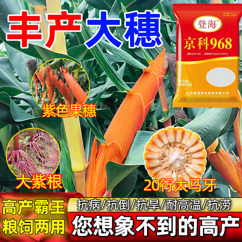 高产玉米种子矮杆紫皮大棒登海京科968双胞胎活杆成熟抗病抗倒伏