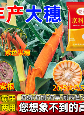 高产玉米种子矮杆紫皮大棒登海京科968双胞胎活杆成熟抗病抗倒伏