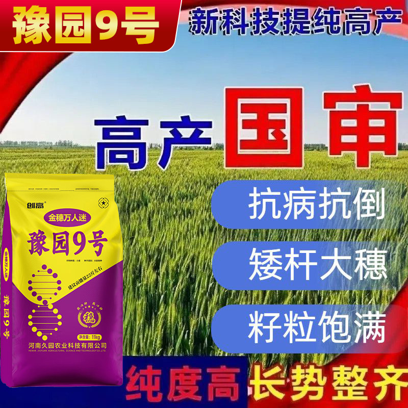 豫园9号高产大穗小麦种子