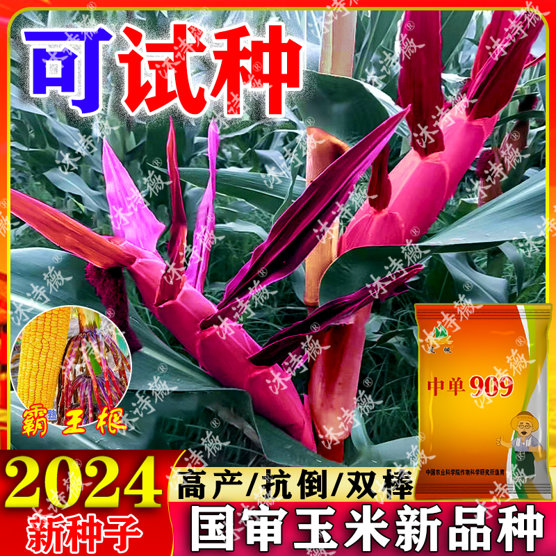 2024高产双胞胎玉米种紫杆抗病抗倒抗旱耐涝耐盐碱南北通种909