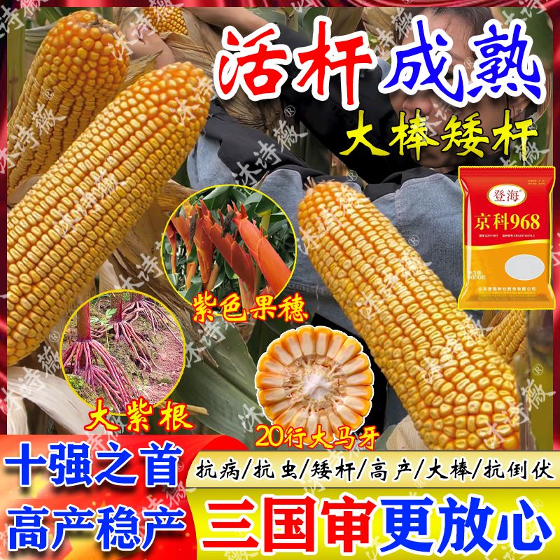登海高产玉米种子京科968