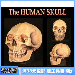 3D纸模型手工diy礼物 搞怪礼品 万圣节装饰 人类头骨