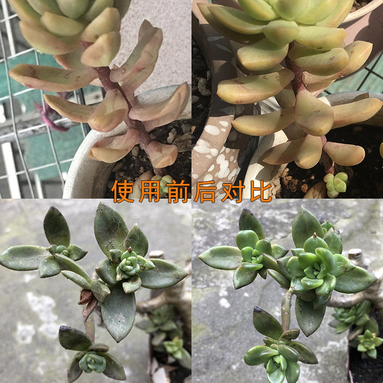 多肉植物肥料专用通用型营养液包邮矮胖素生根液花卉绿植肉肉增肥
